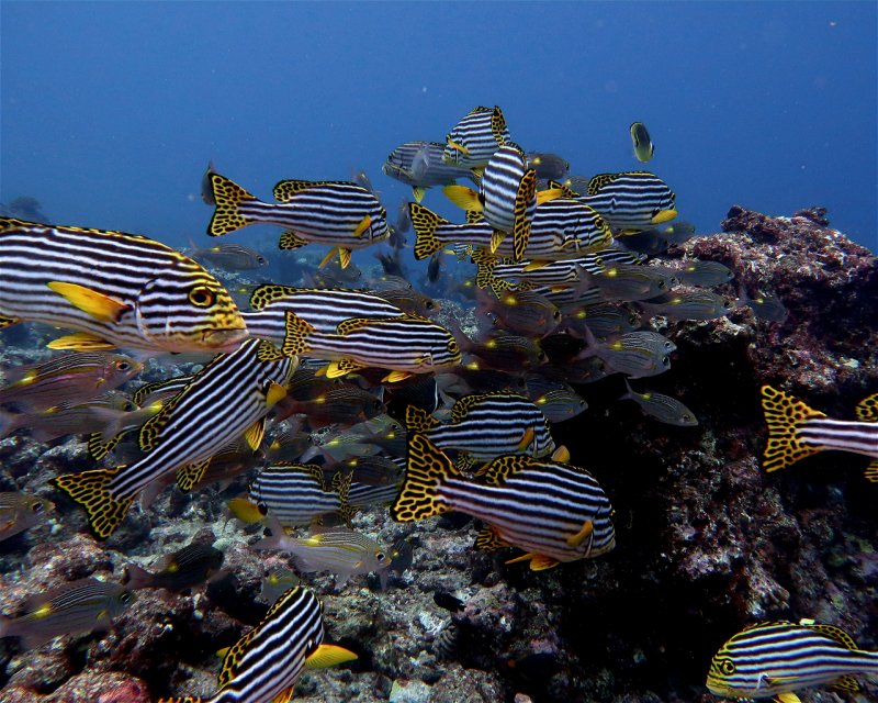 Divesite Image