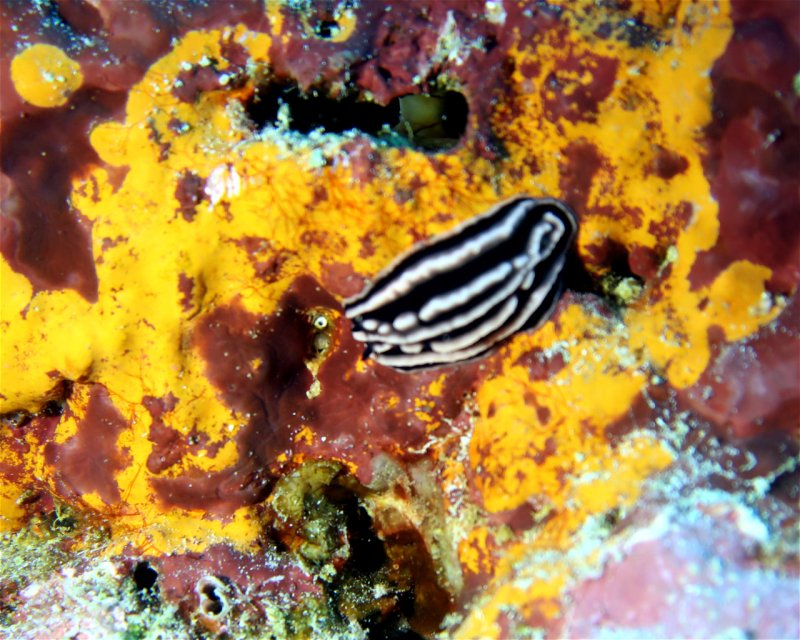 Divesite Image