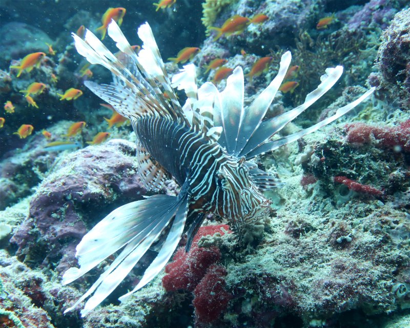 Divesite Image