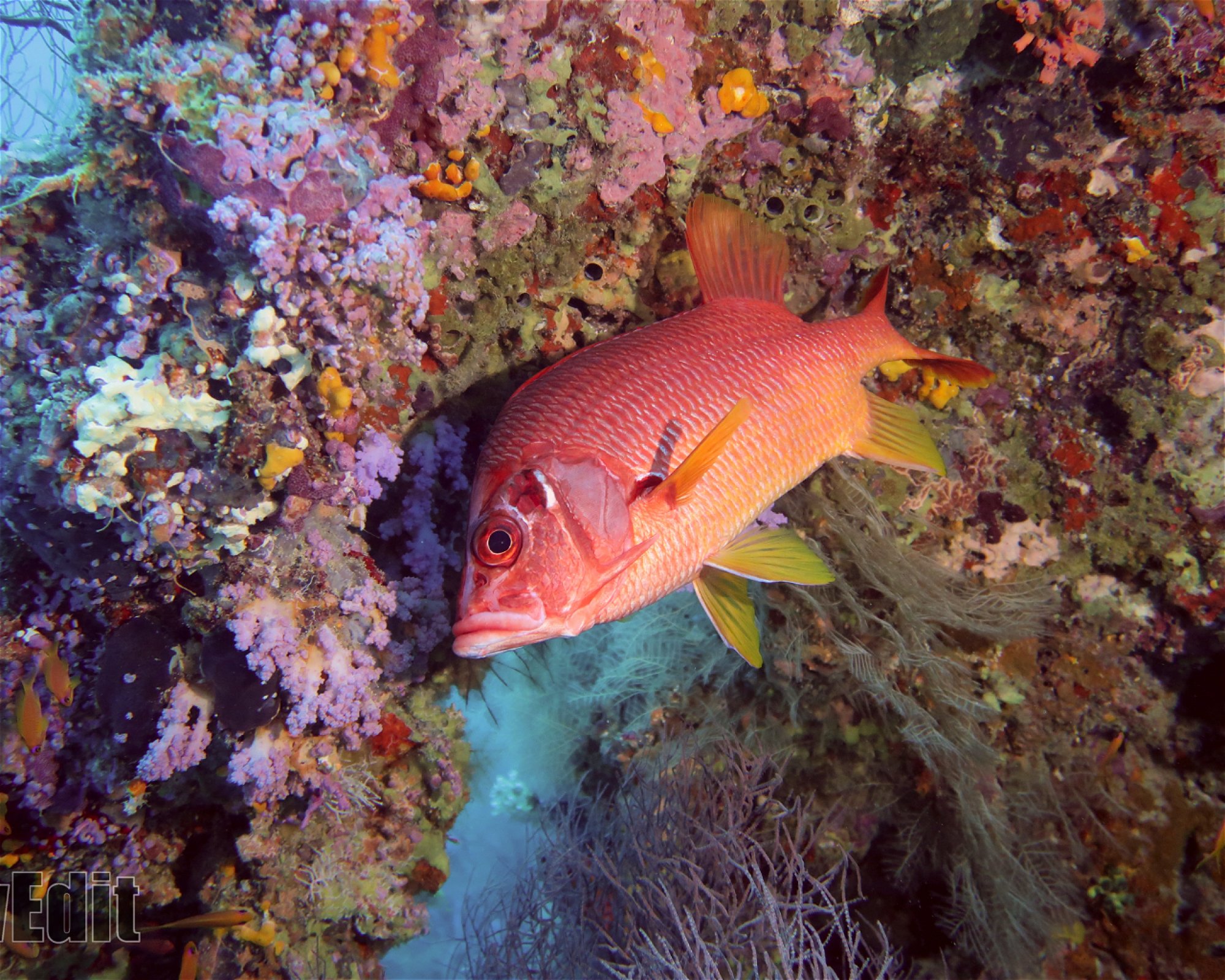 DivePoint Meedhupparu, 960 Meedhupparu