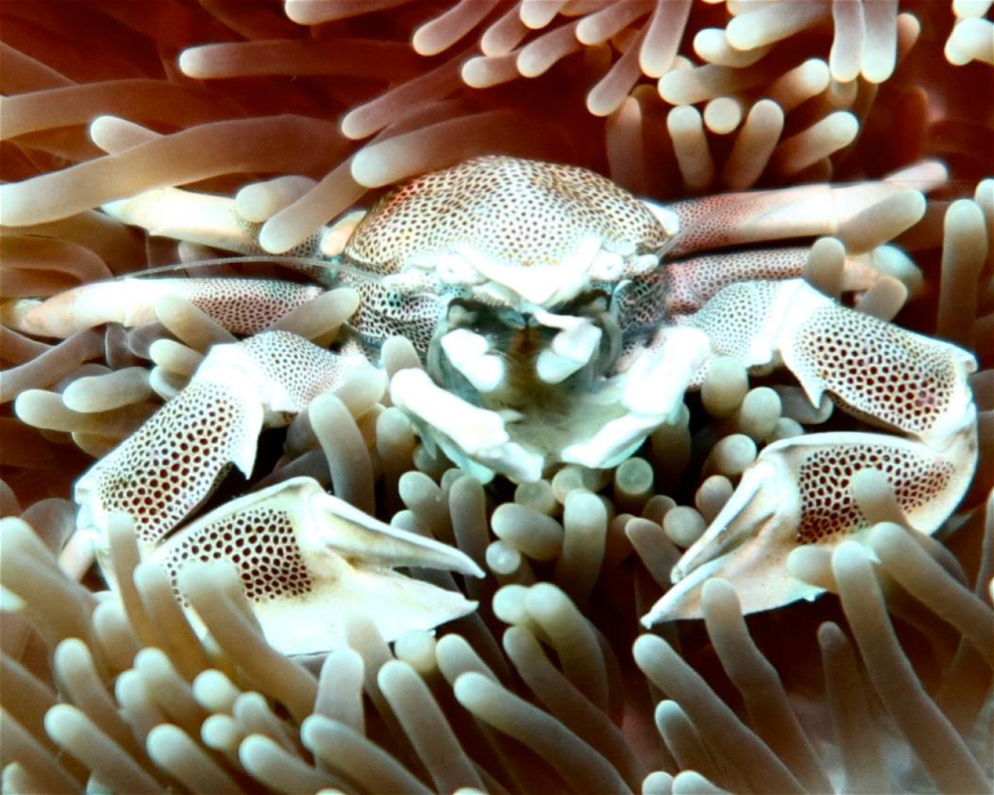 DivePoint Meedhupparu, 960 Meedhupparu
