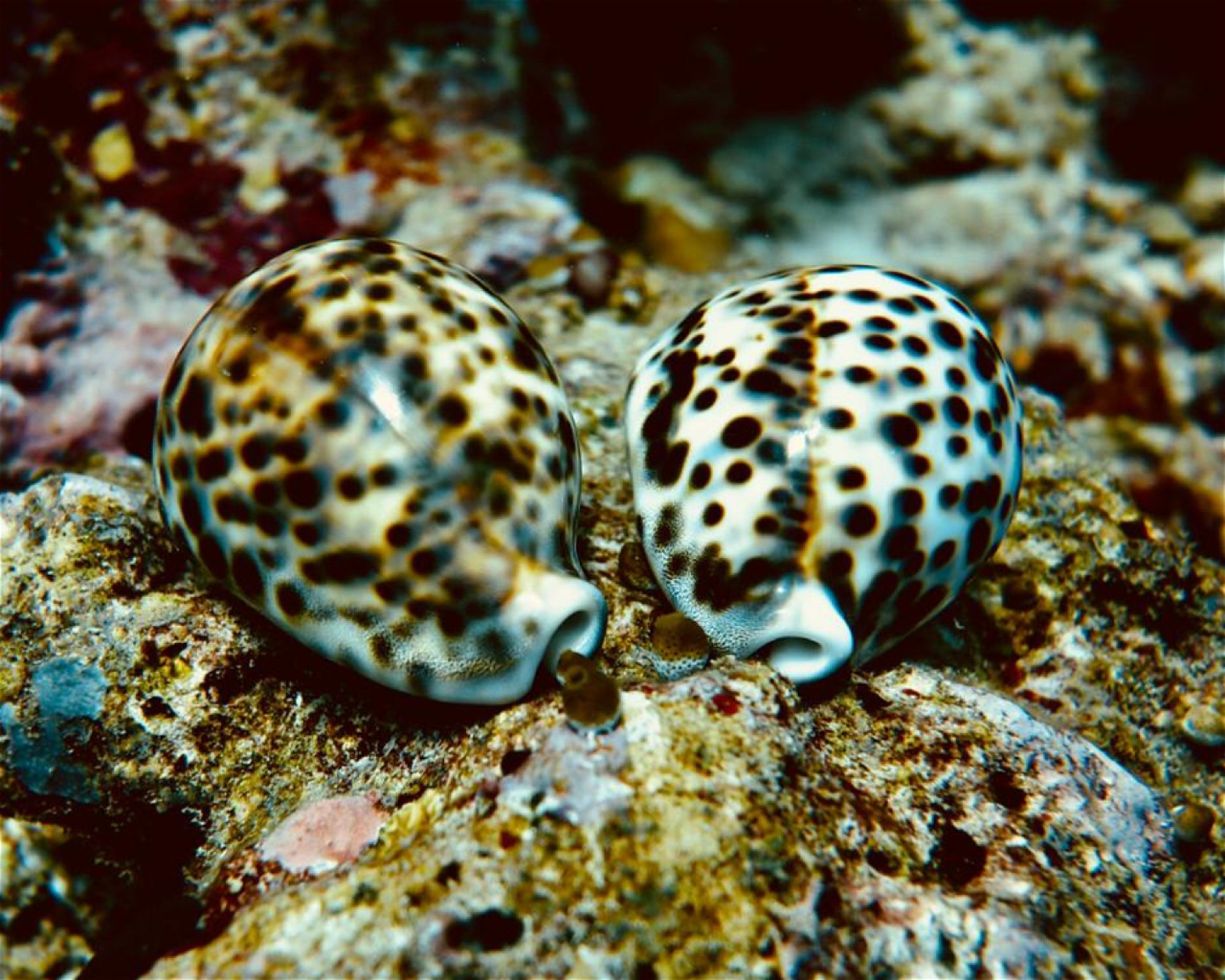 DivePoint Meedhupparu, 960 Meedhupparu