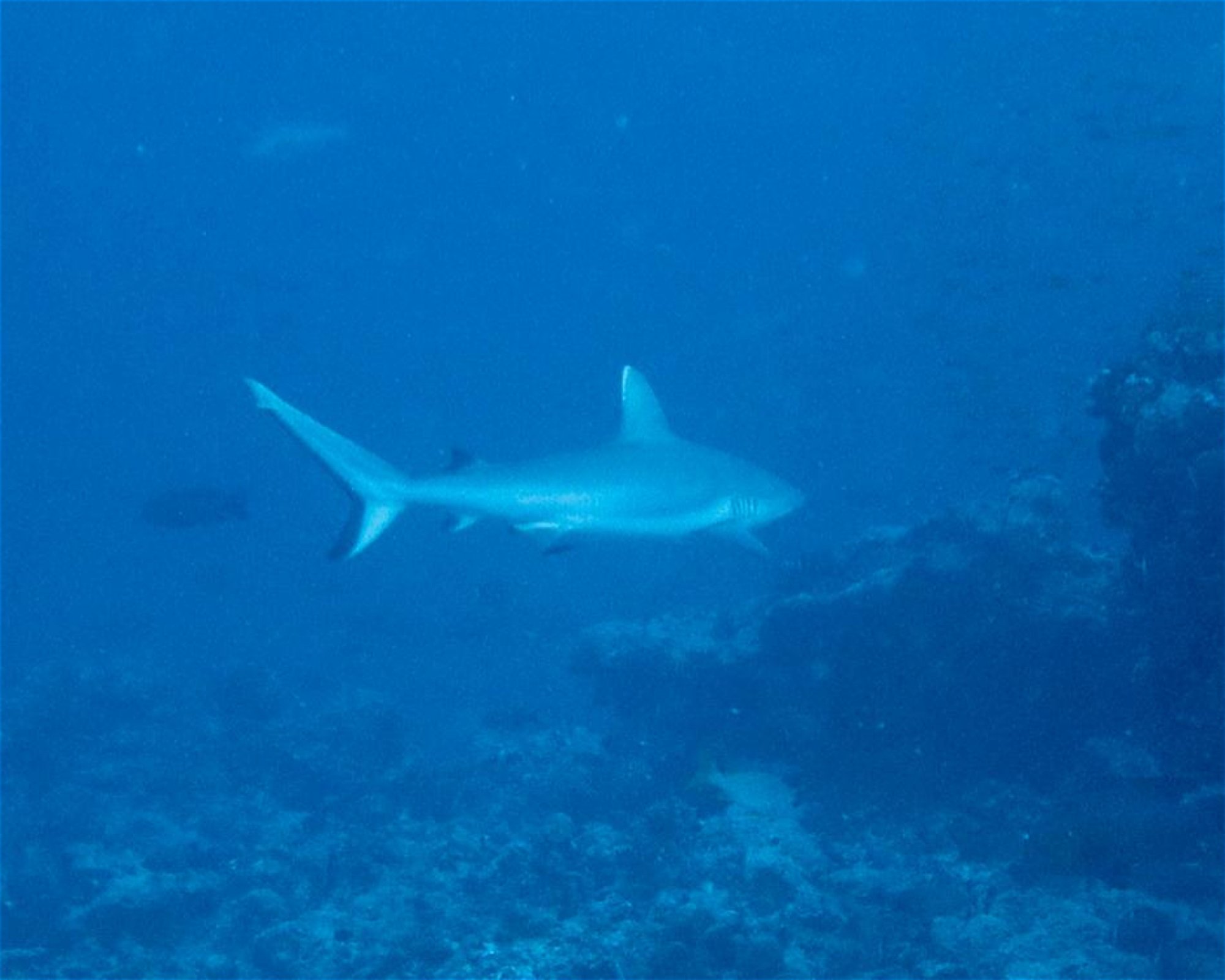 DivePoint Meedhupparu, 960 Meedhupparu