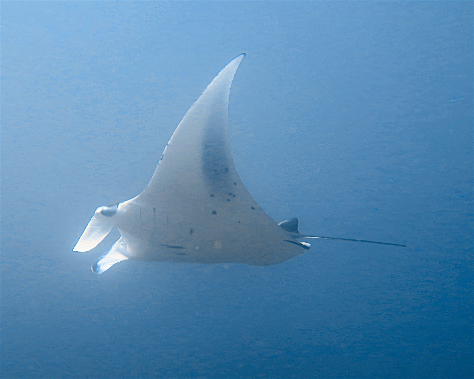 DivePoint Meedhupparu, 960 Meedhupparu