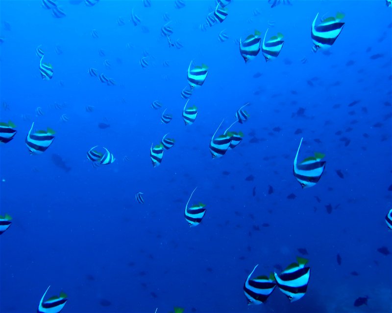 Divesite Image