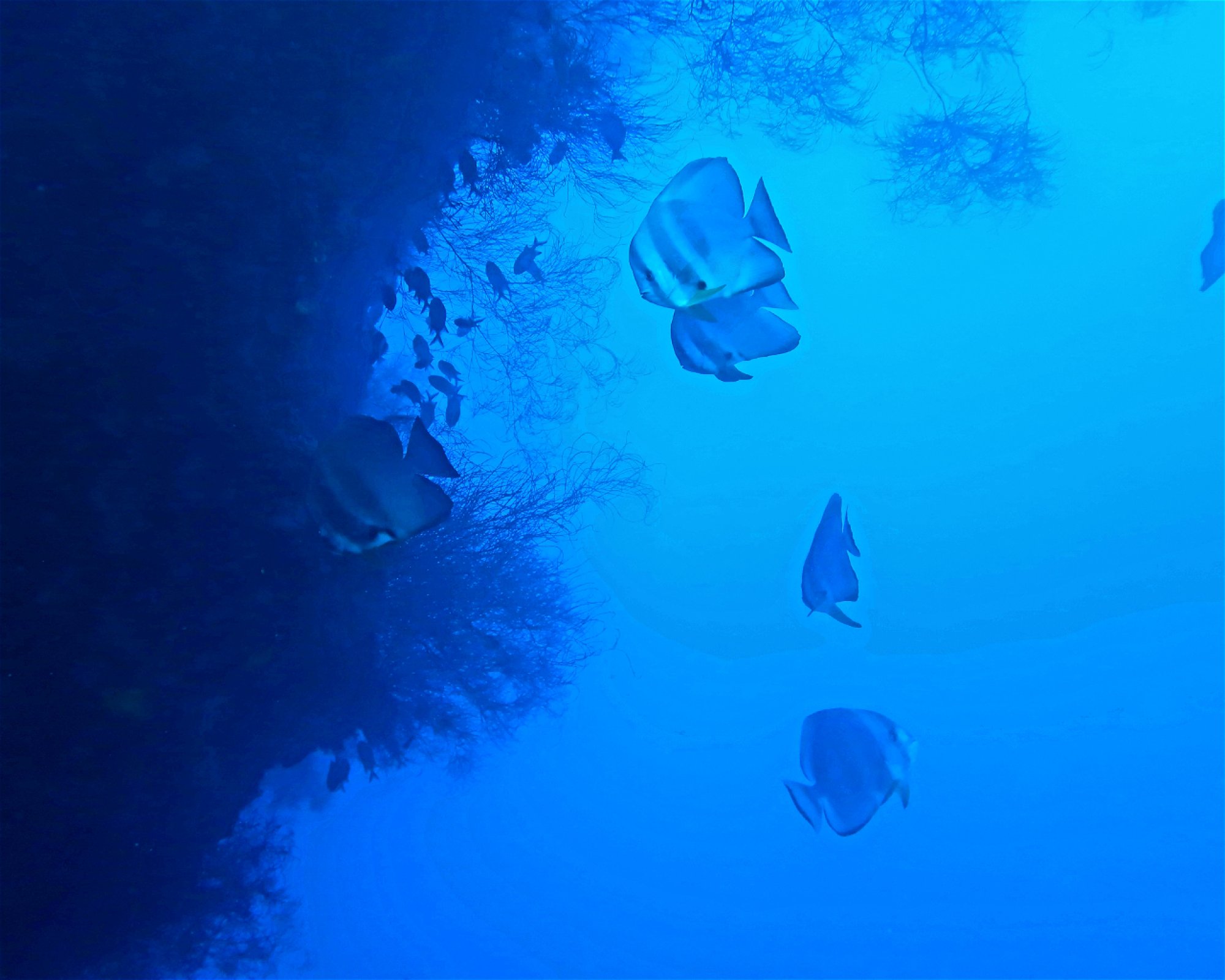 DivePoint Meedhupparu, 960 Meedhupparu