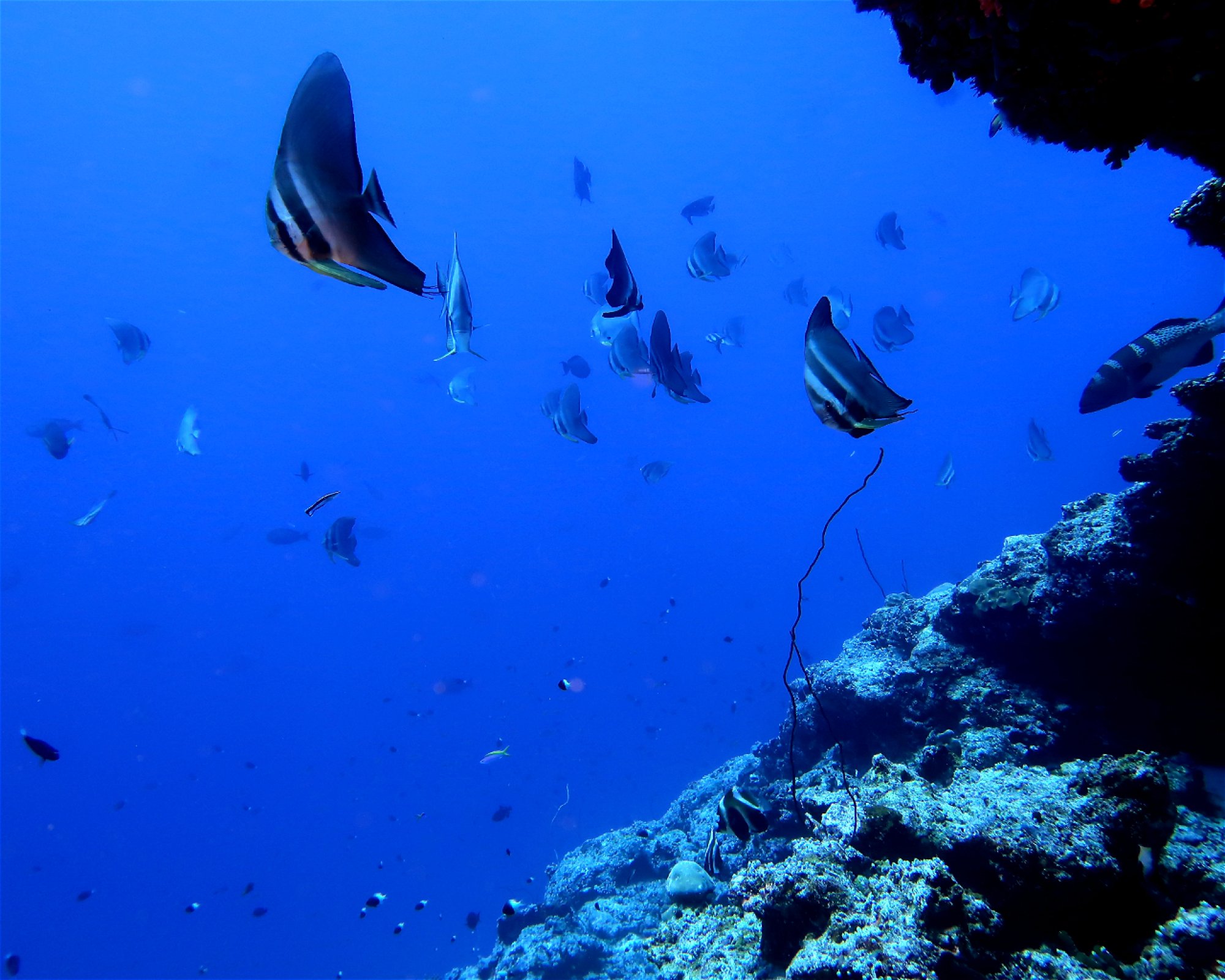 DivePoint Meedhupparu, 960 Meedhupparu