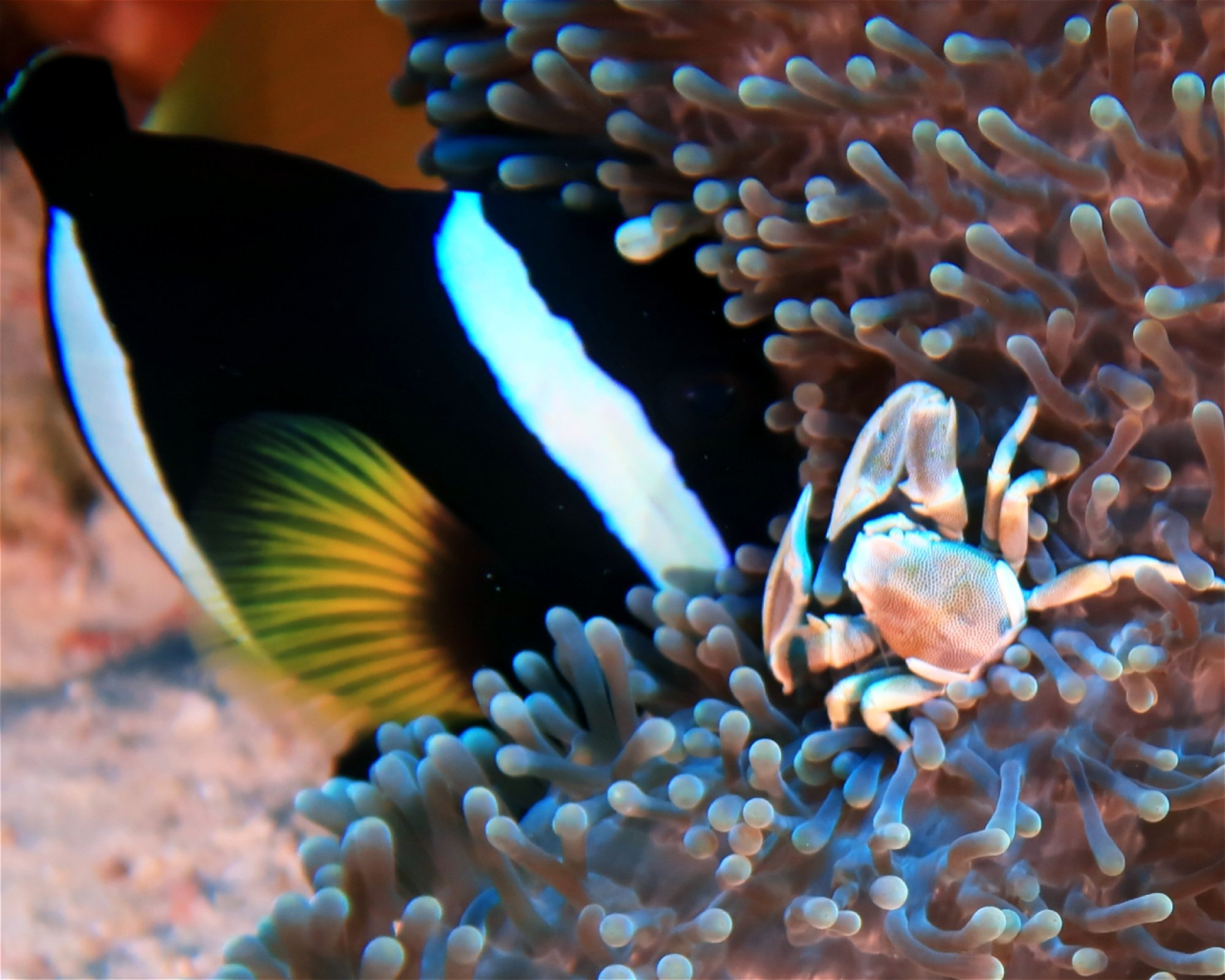 DivePoint Meedhupparu, 960 Meedhupparu