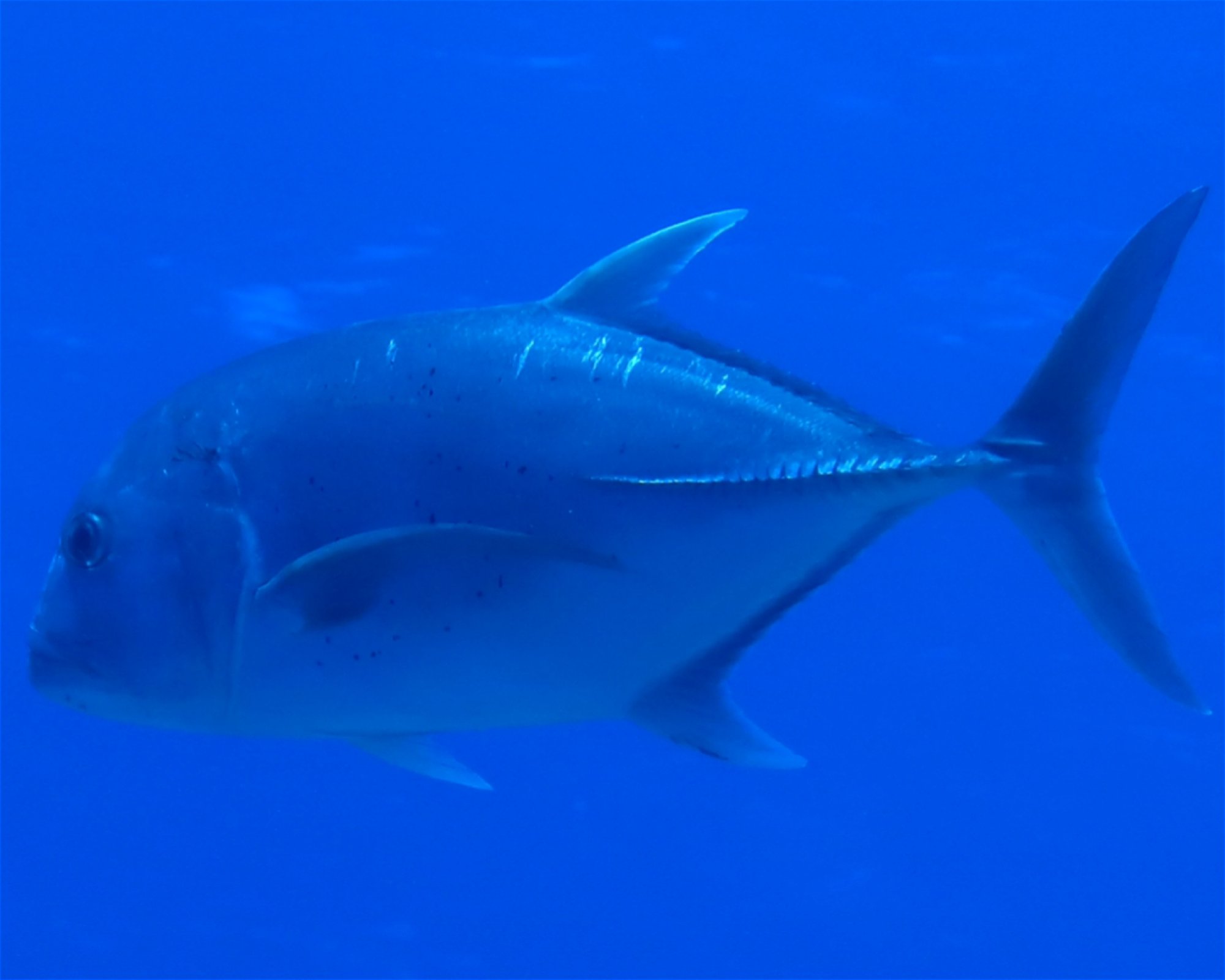 DivePoint Meedhupparu, 960 Meedhupparu