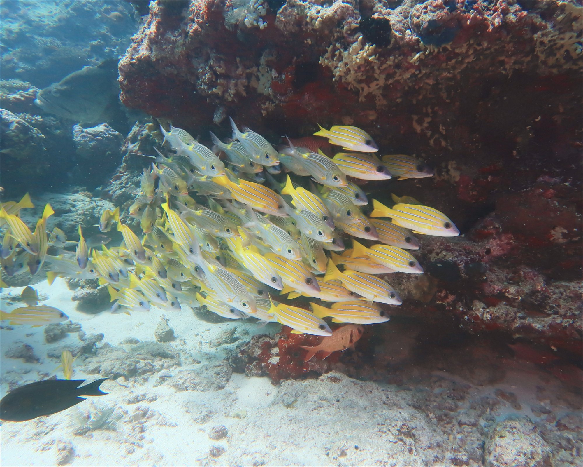 DivePoint Meedhupparu, 960 Meedhupparu