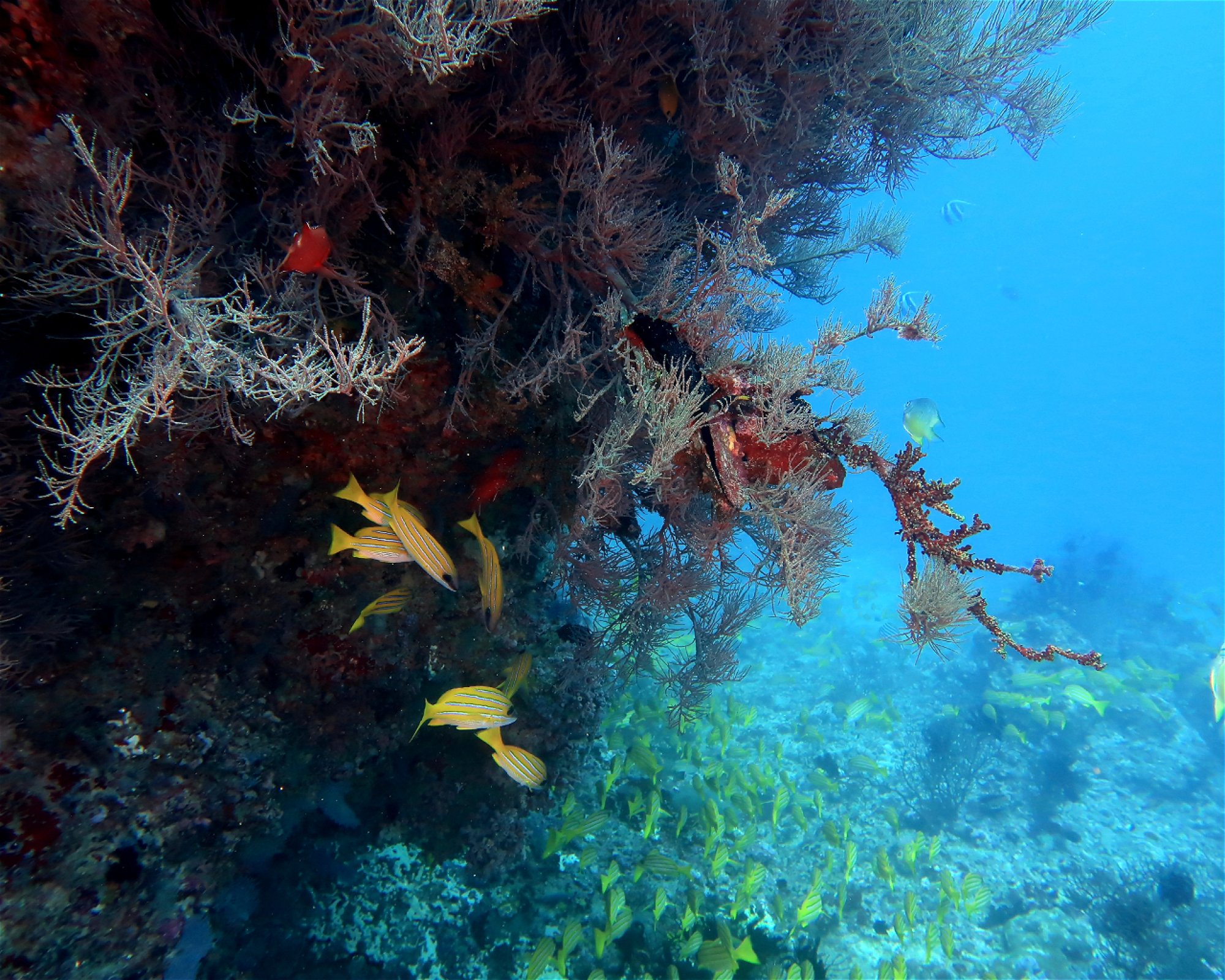 DivePoint Meedhupparu, 960 Meedhupparu