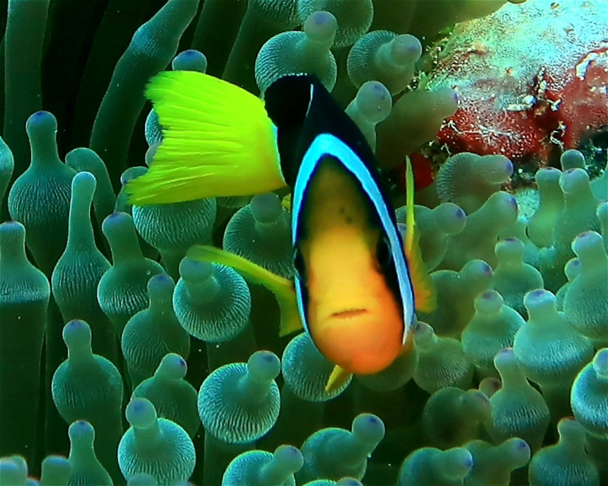 DivePoint Meedhupparu, 960 Meedhupparu
