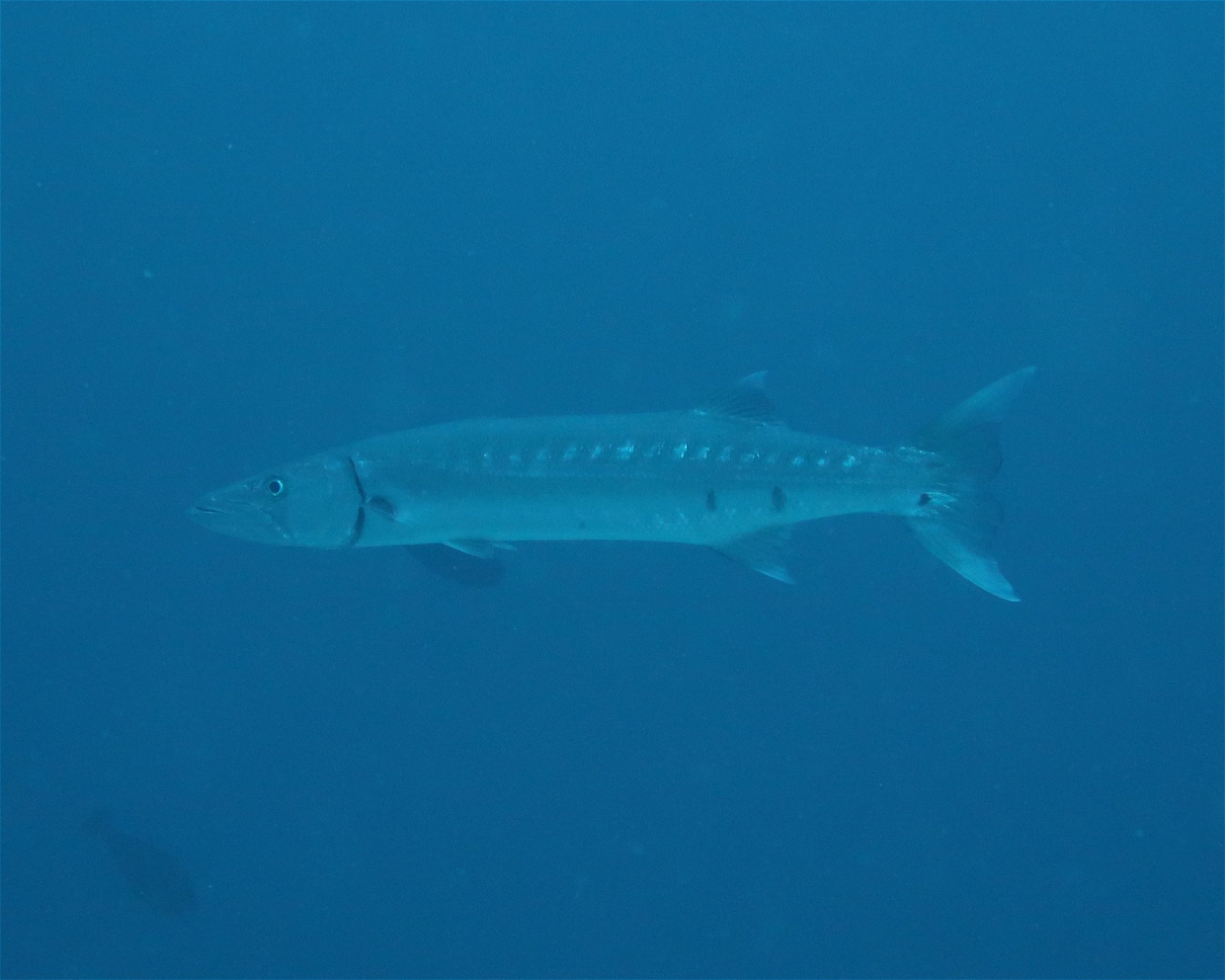 DivePoint Meedhupparu, 960 Meedhupparu