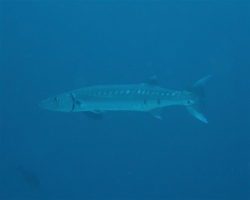 Divesite Image
