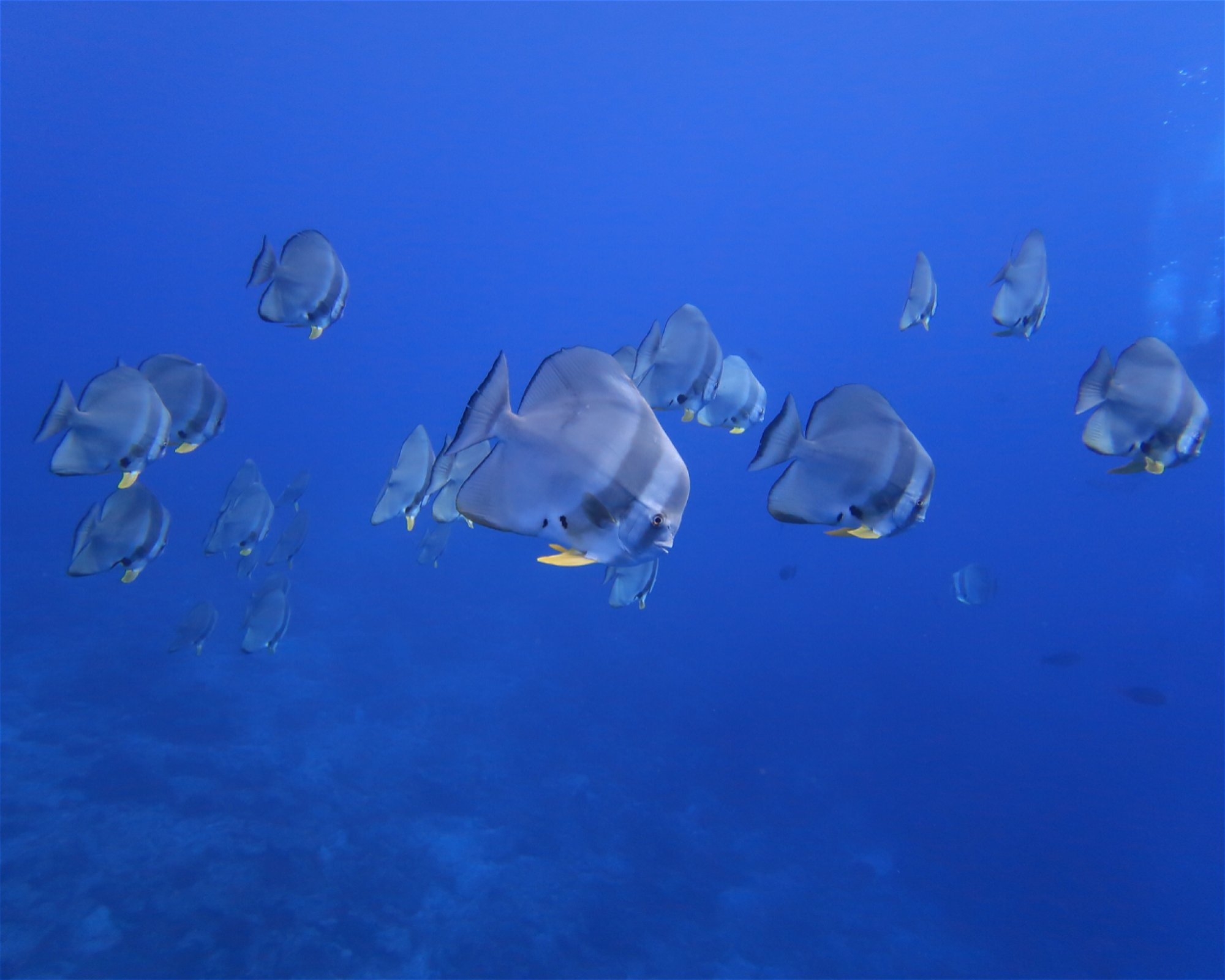 DivePoint Meedhupparu, 960 Meedhupparu