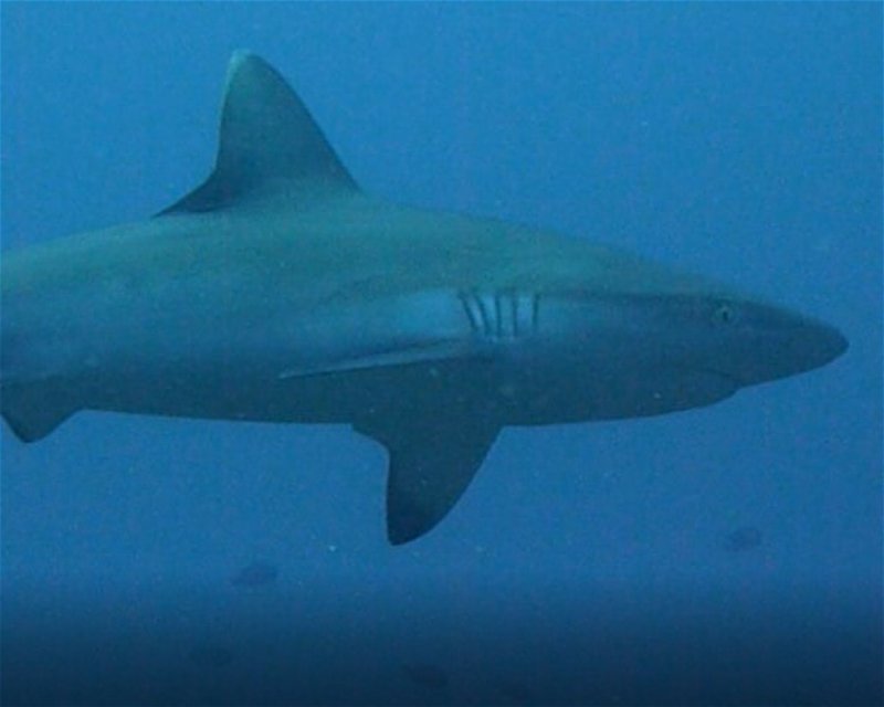Divesite Image