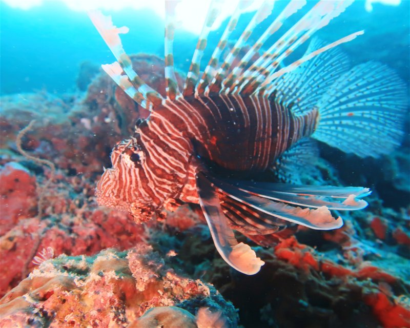 Divesite Image