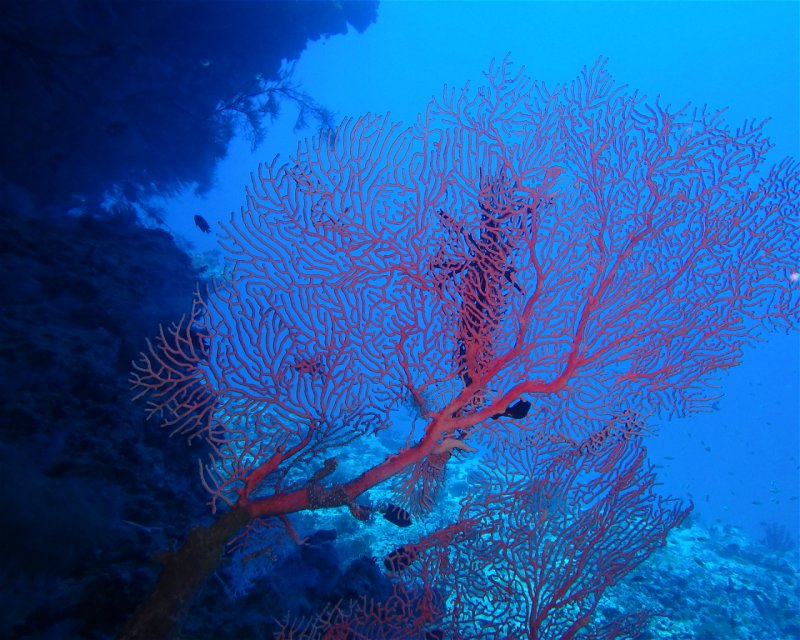 Divesite Image