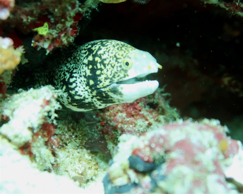 Divesite Image