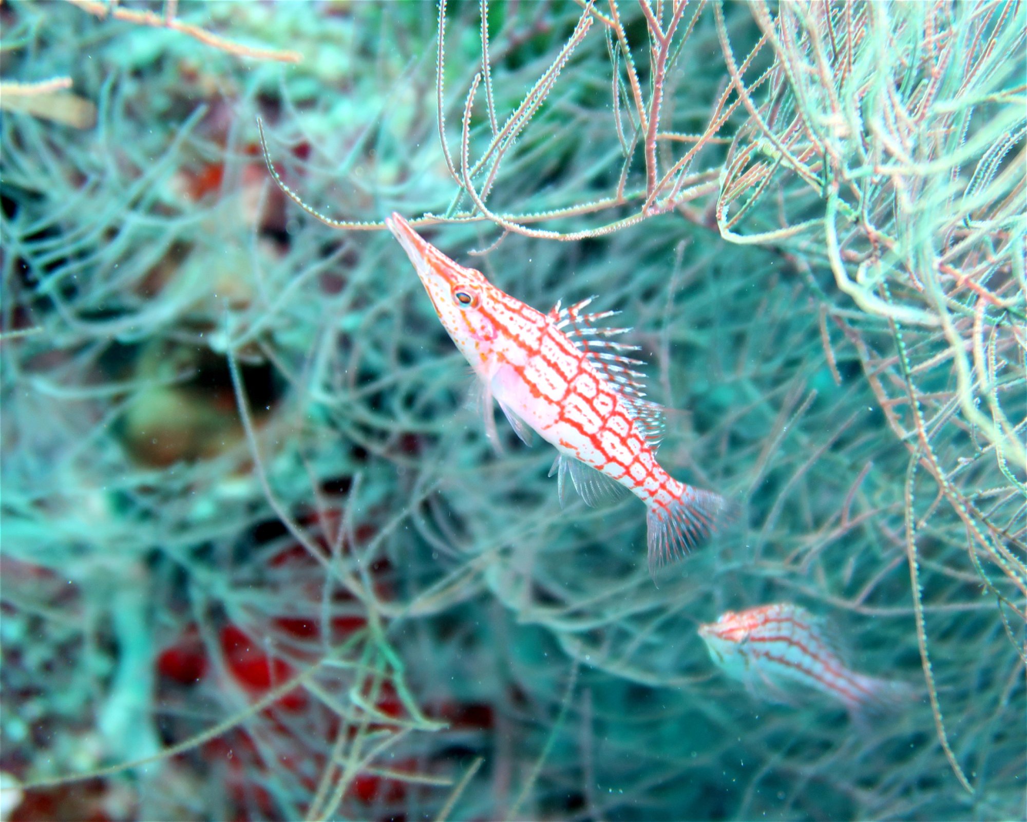 DivePoint Meedhupparu, 960 Meedhupparu