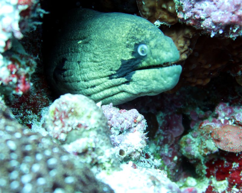 Divesite Image