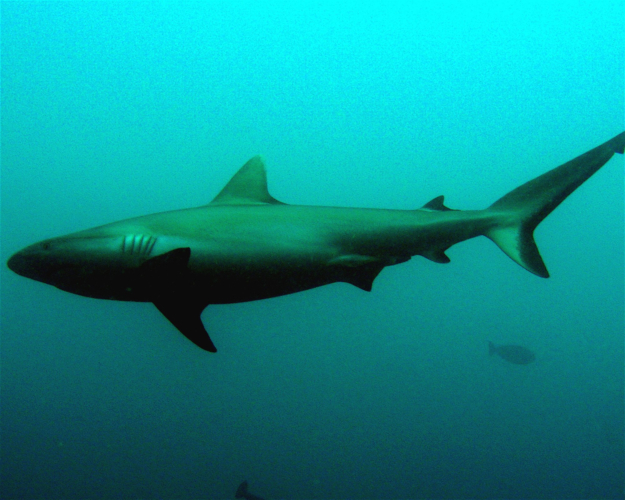 DivePoint Meedhupparu, 960 Meedhupparu