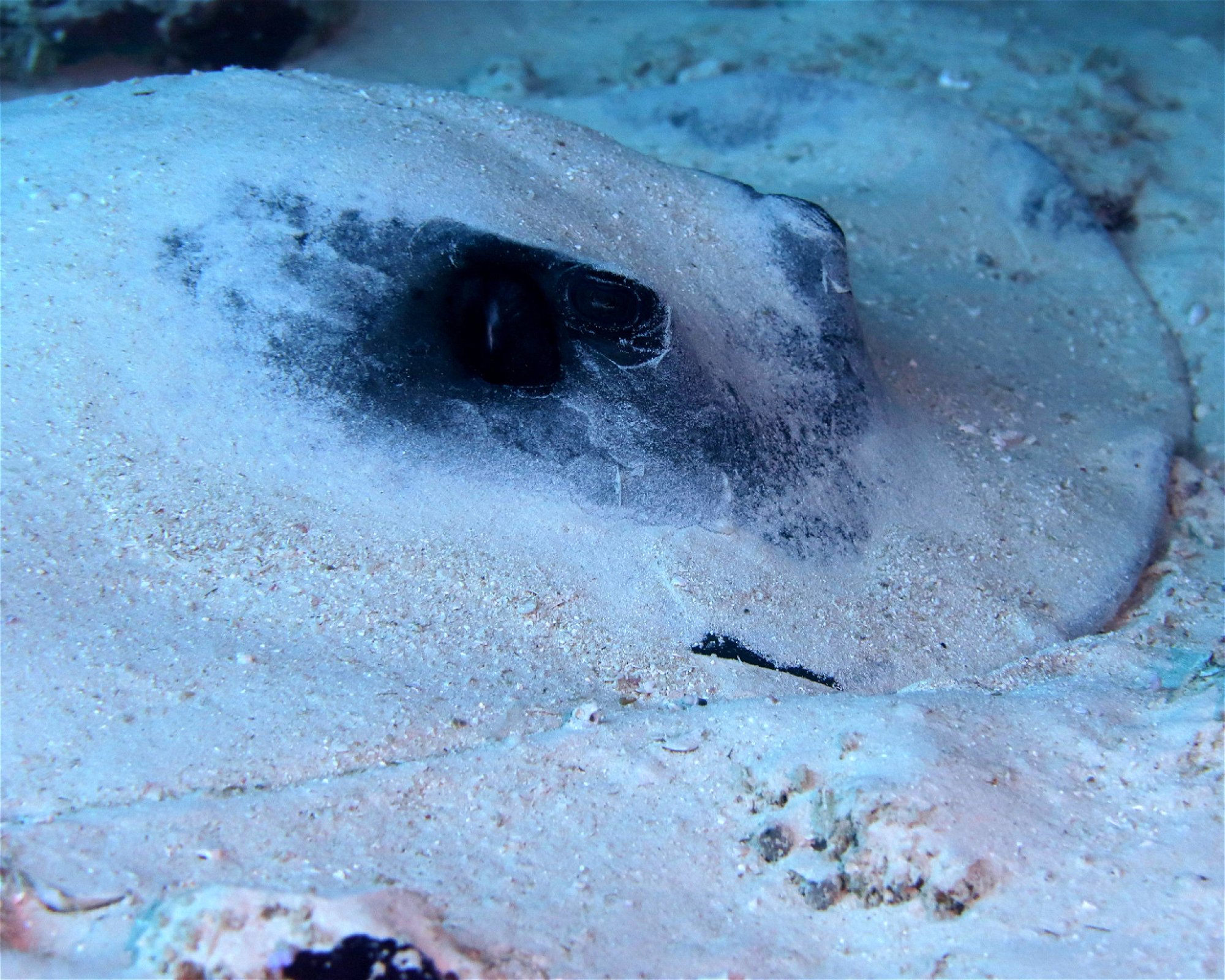 DivePoint Meedhupparu, 960 Meedhupparu