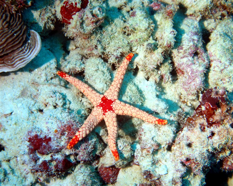 Divesite Image