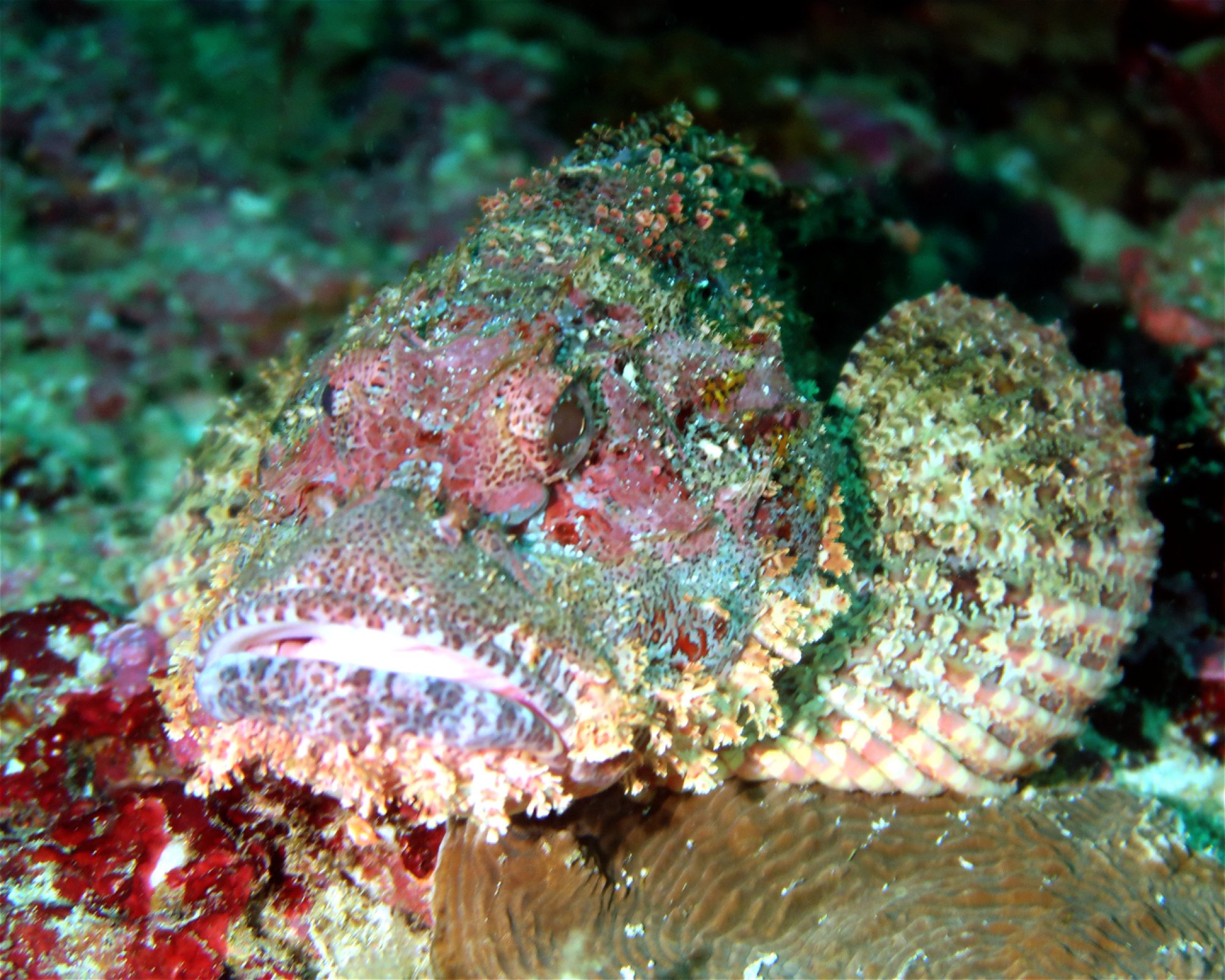 DivePoint Meedhupparu, 960 Meedhupparu