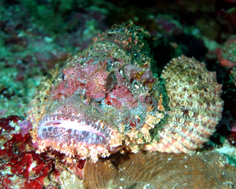 Divesite Image