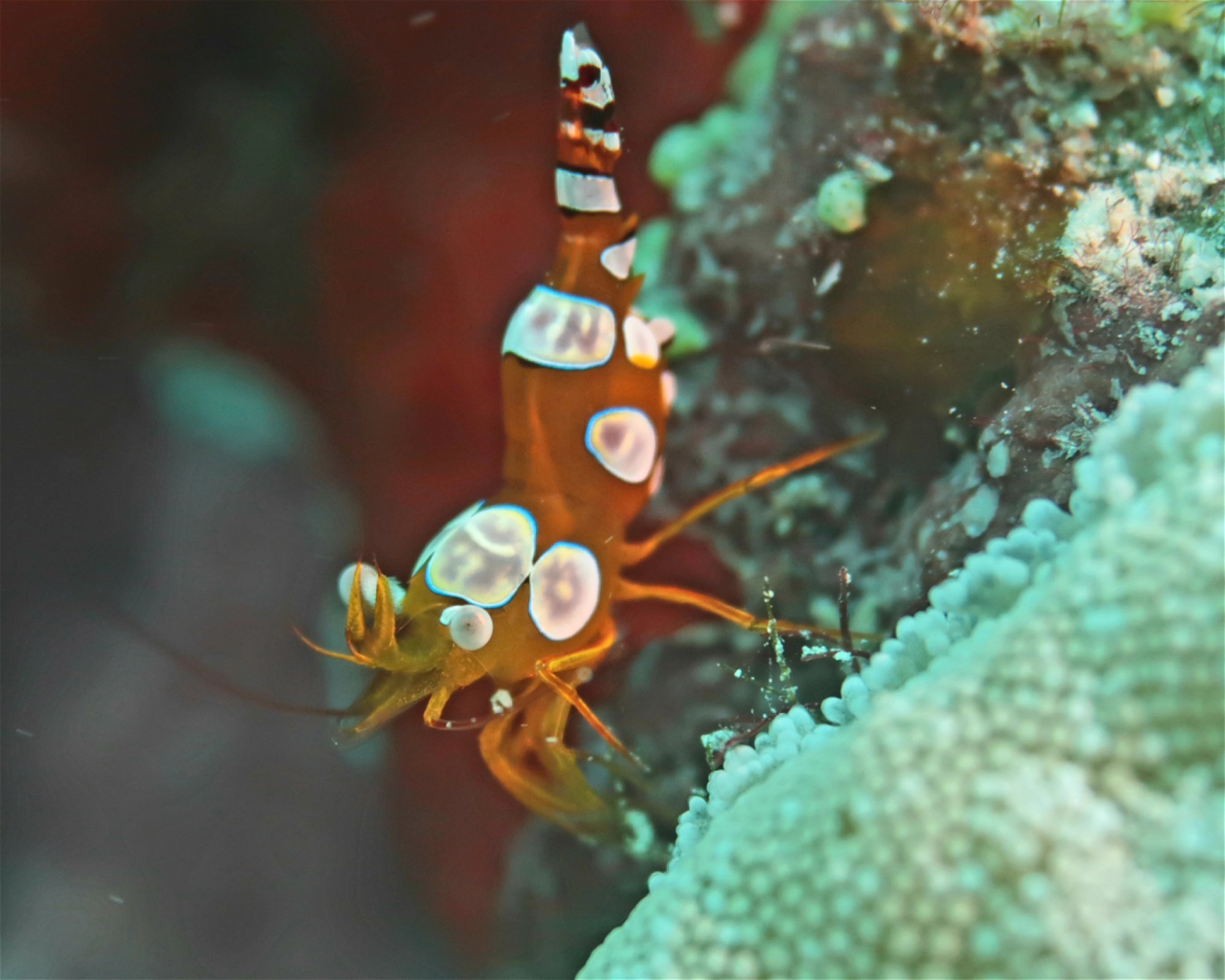 DivePoint Meedhupparu, 960 Meedhupparu