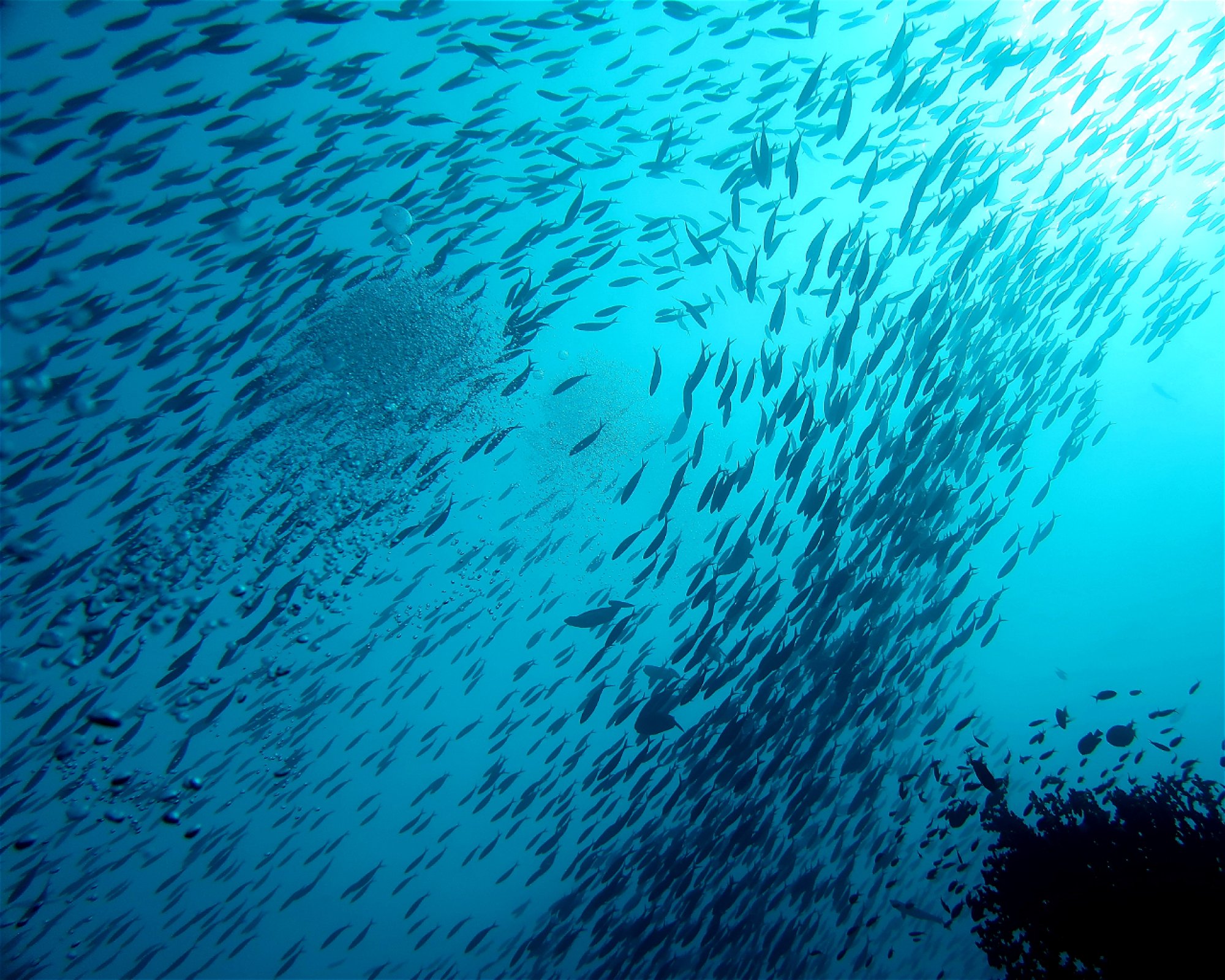 DivePoint Meedhupparu, 960 Meedhupparu