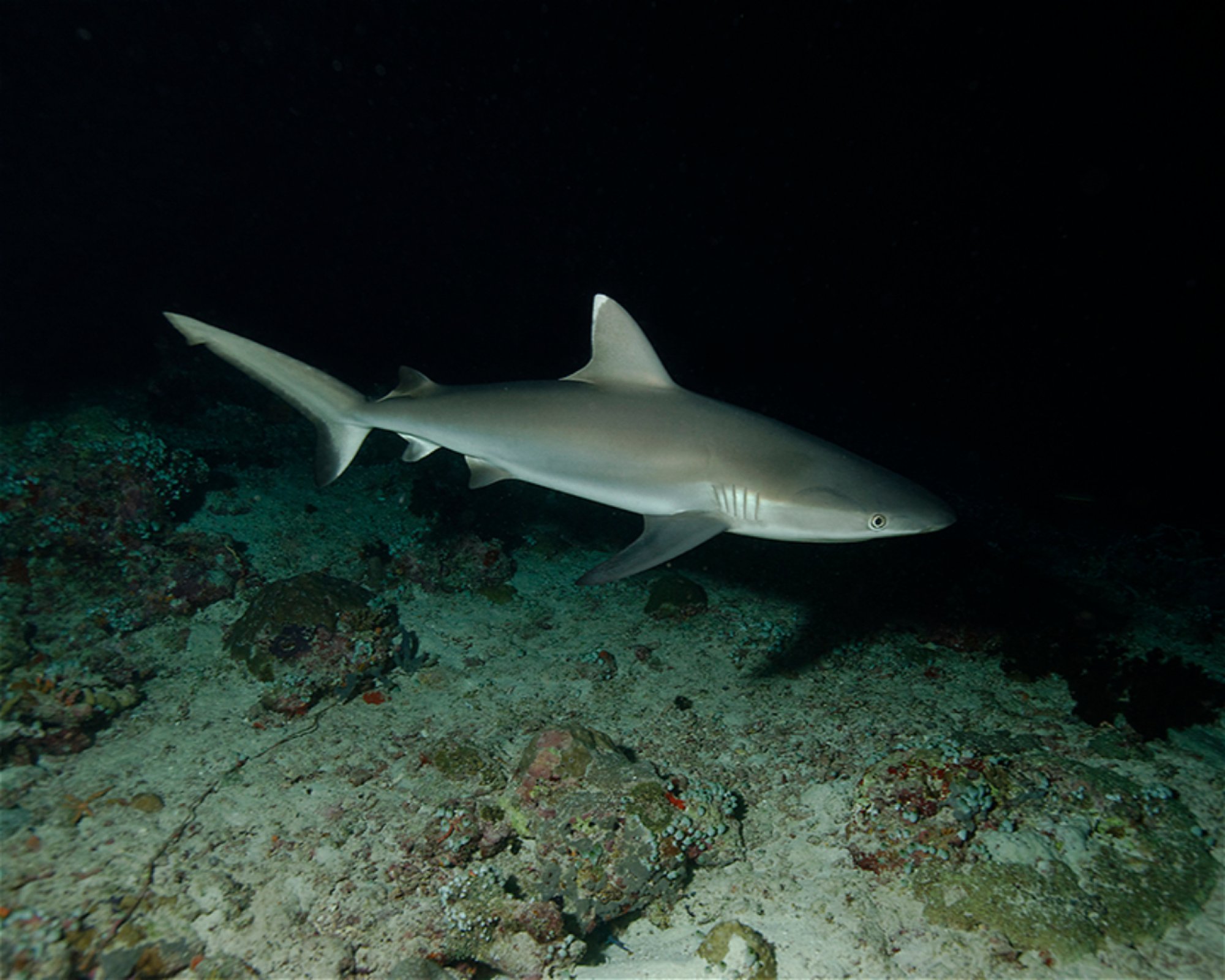 DivePoint Meedhupparu, 960 Meedhupparu