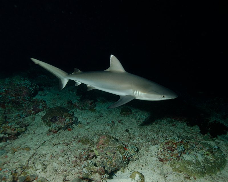 Divesite Image
