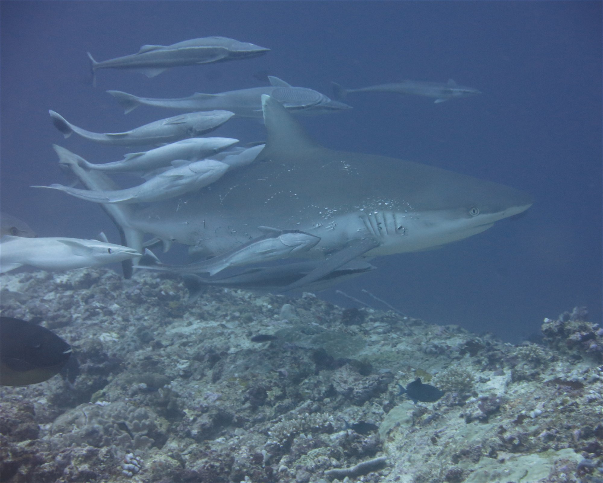 DivePoint Meedhupparu, 960 Meedhupparu