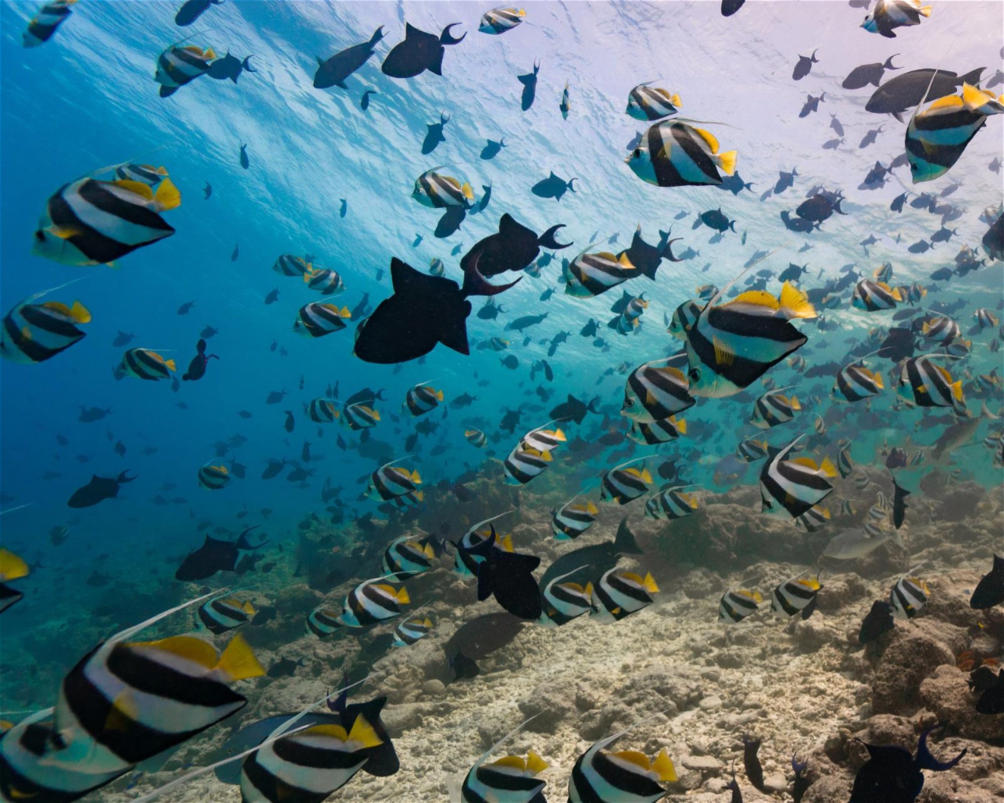 DivePoint Meedhupparu, 960 Meedhupparu
