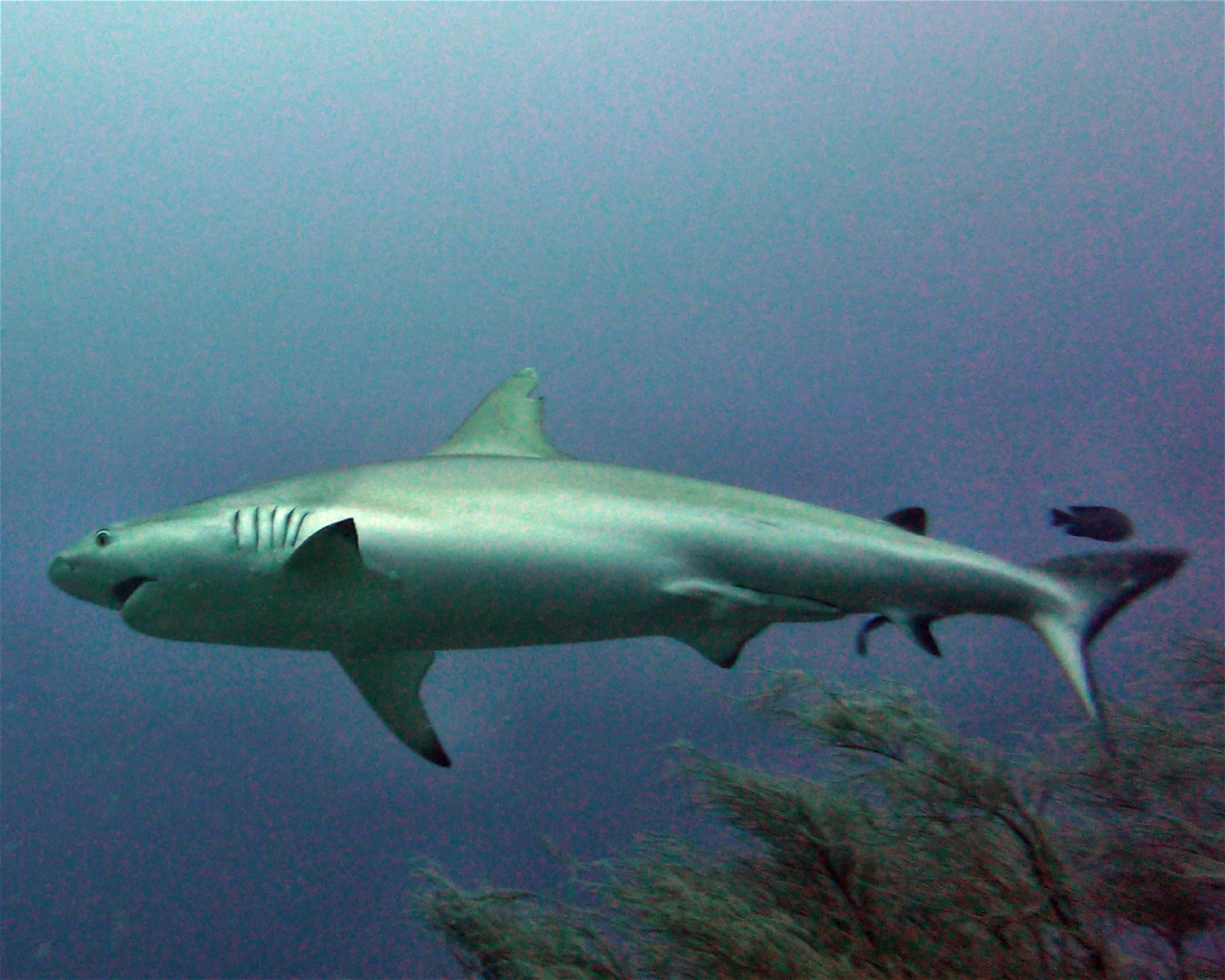 DivePoint Meedhupparu, 960 Meedhupparu