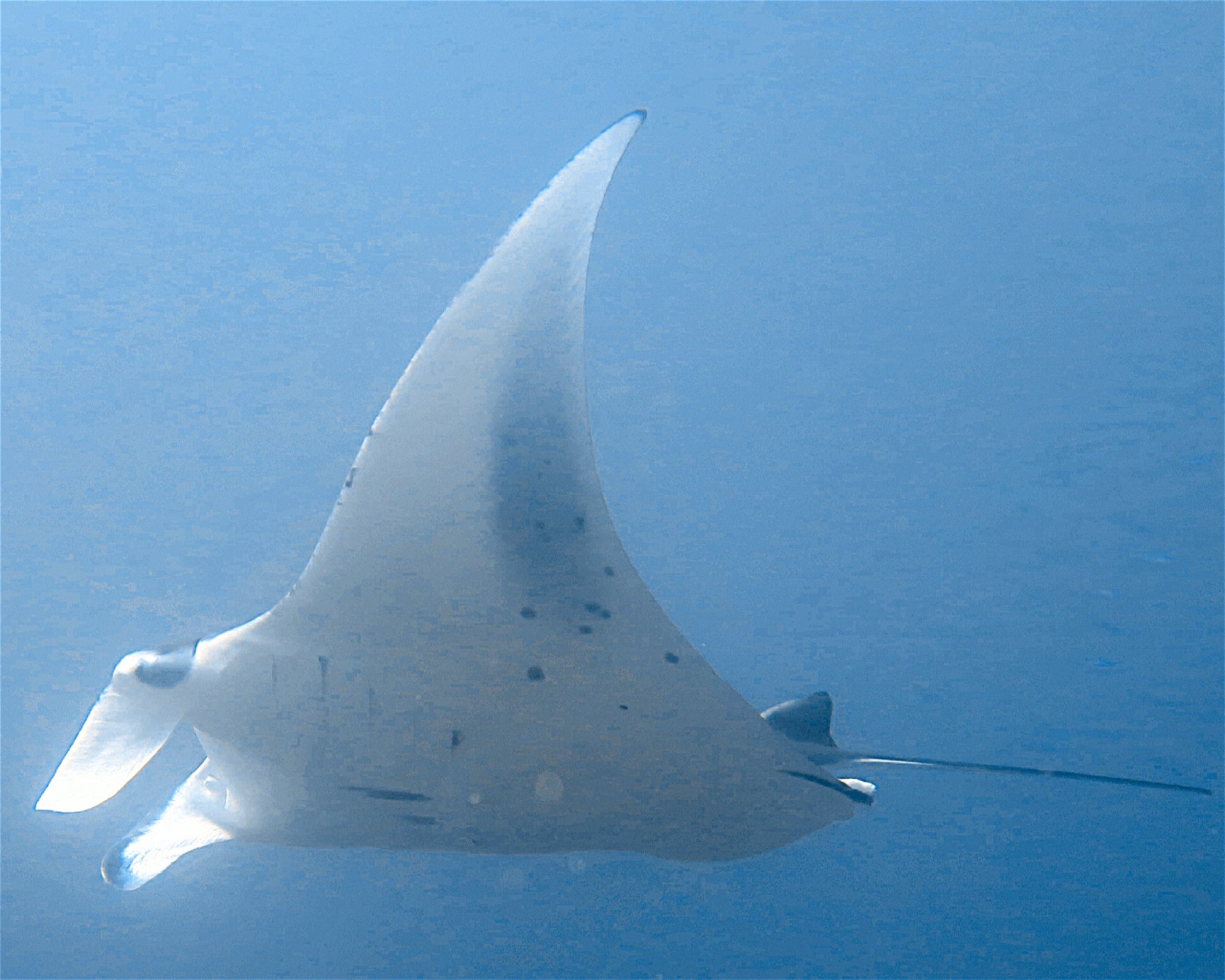 DivePoint Meedhupparu, 960 Meedhupparu