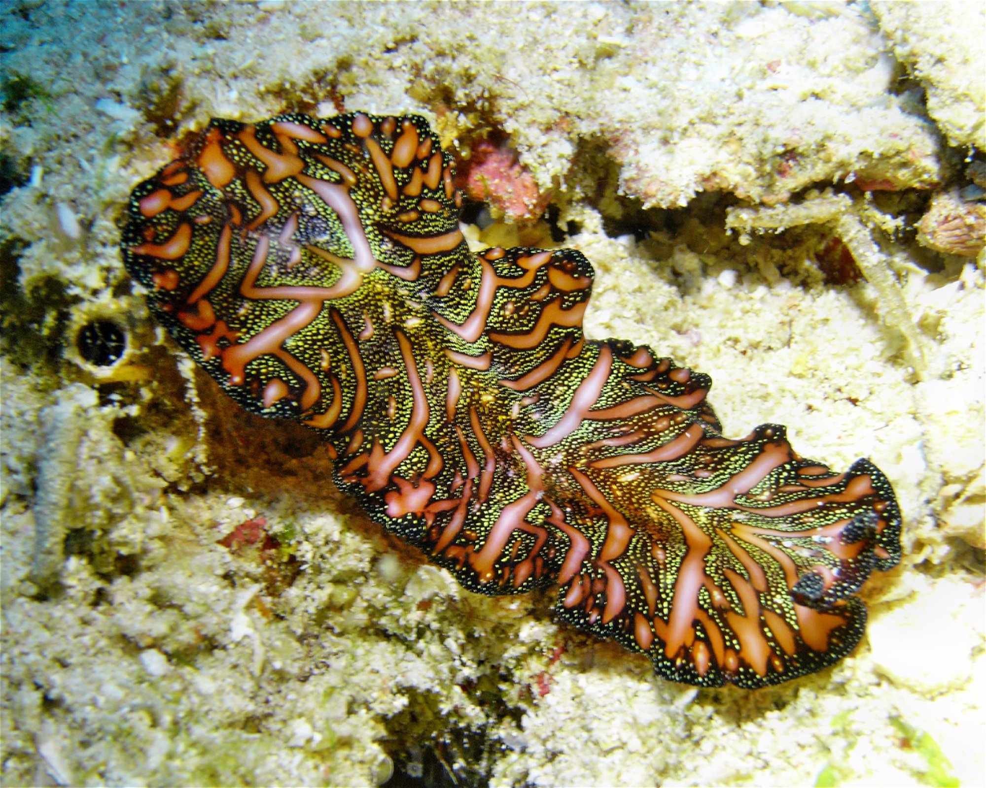 DivePoint Meedhupparu, 960 Meedhupparu