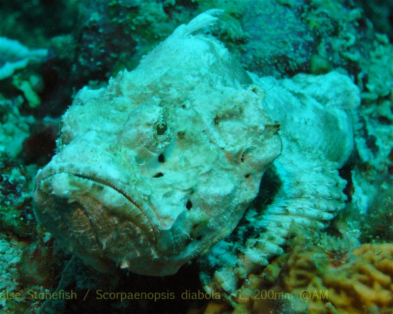 Divesite Image