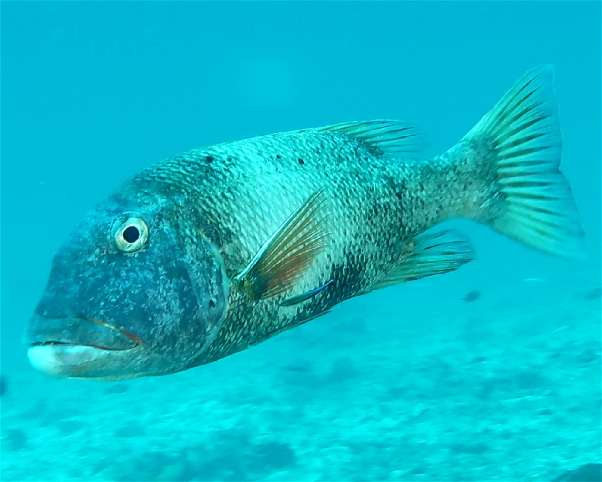 DivePoint Meedhupparu, 960 Meedhupparu