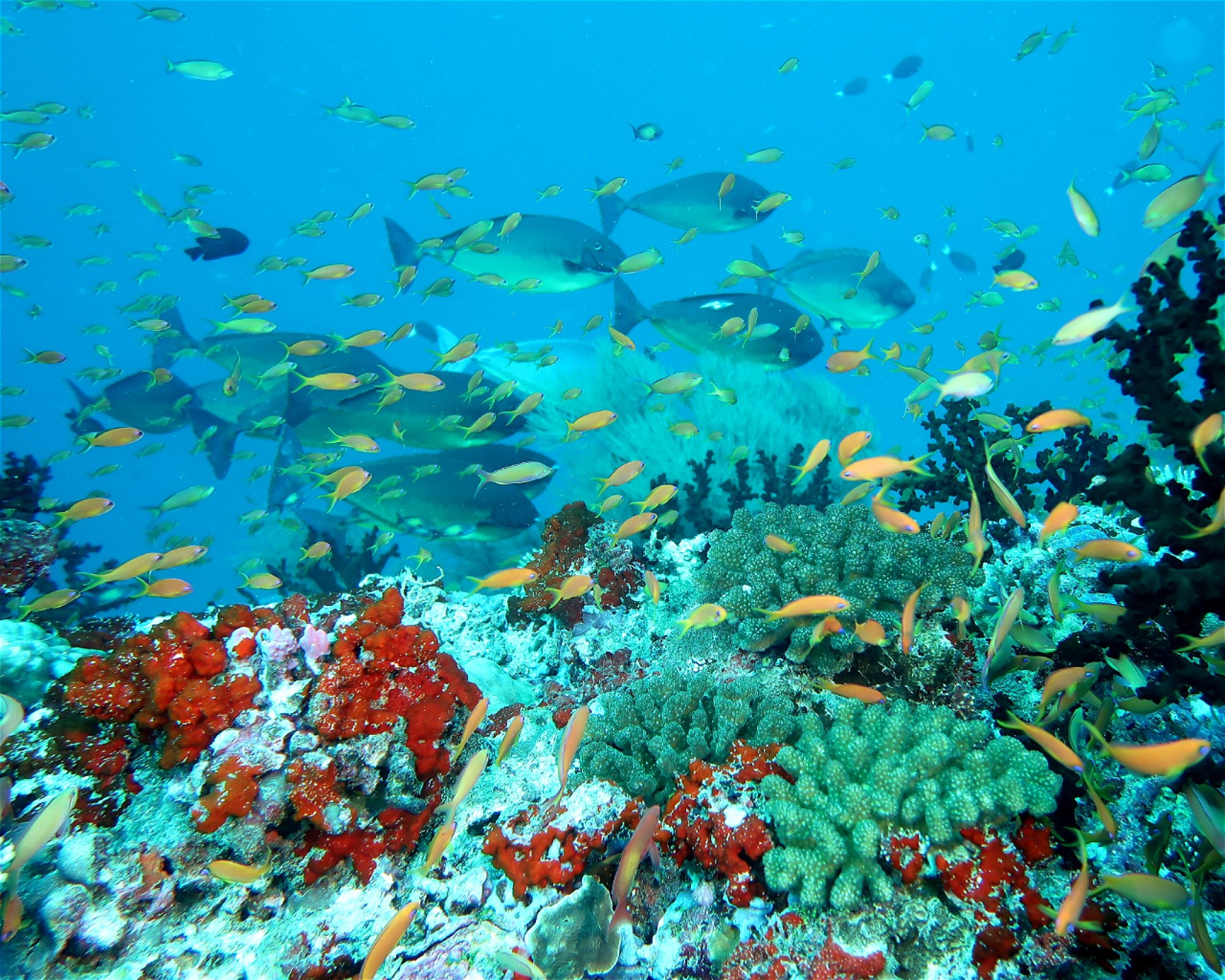 DivePoint Meedhupparu, 960 Meedhupparu
