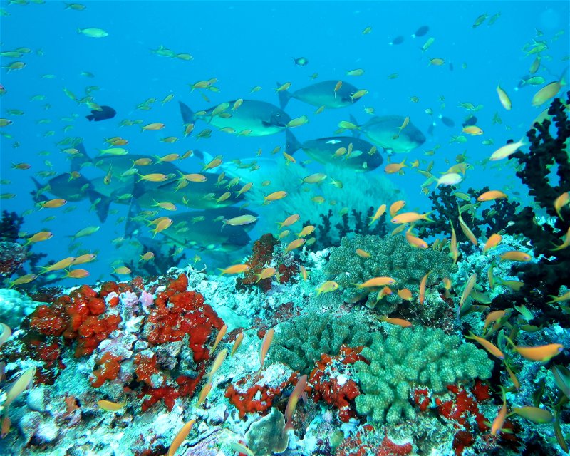 Divesite Image
