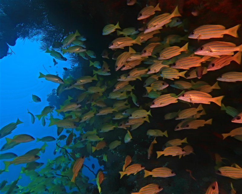 Divesite Image