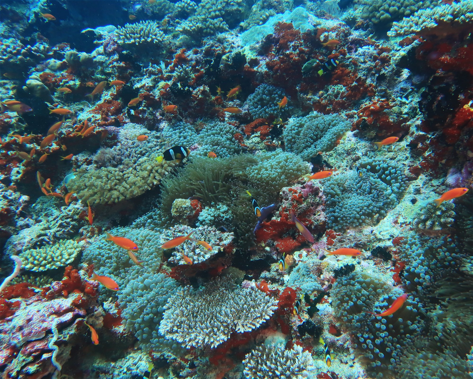 DivePoint Meedhupparu, 960 Meedhupparu