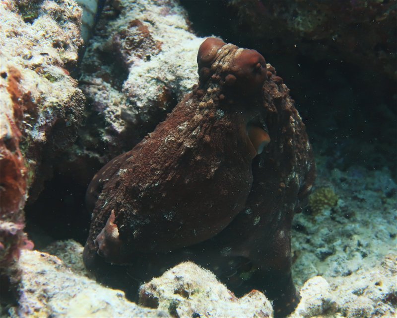 Divesite Image
