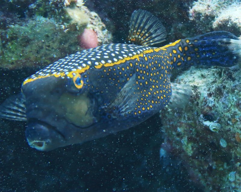 Divesite Image