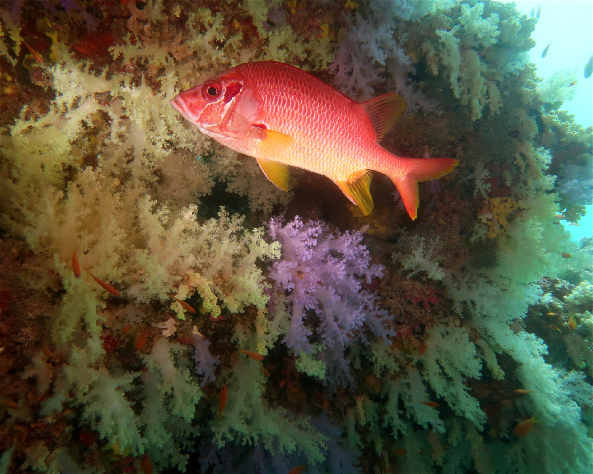 DivePoint Meedhupparu, 960 Meedhupparu