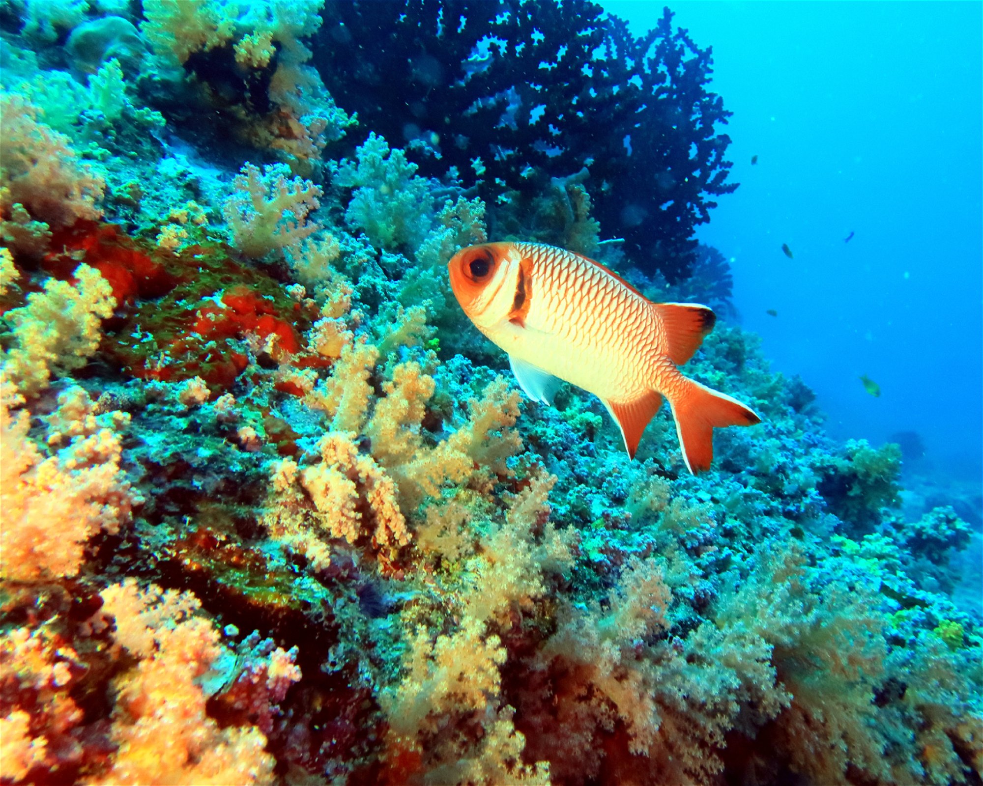 DivePoint Meedhupparu, 960 Meedhupparu