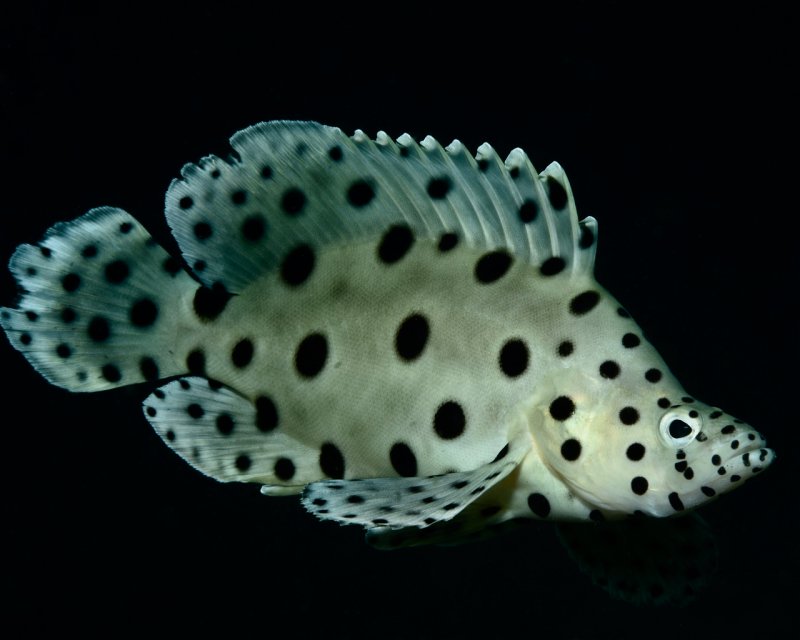 Divesite Image